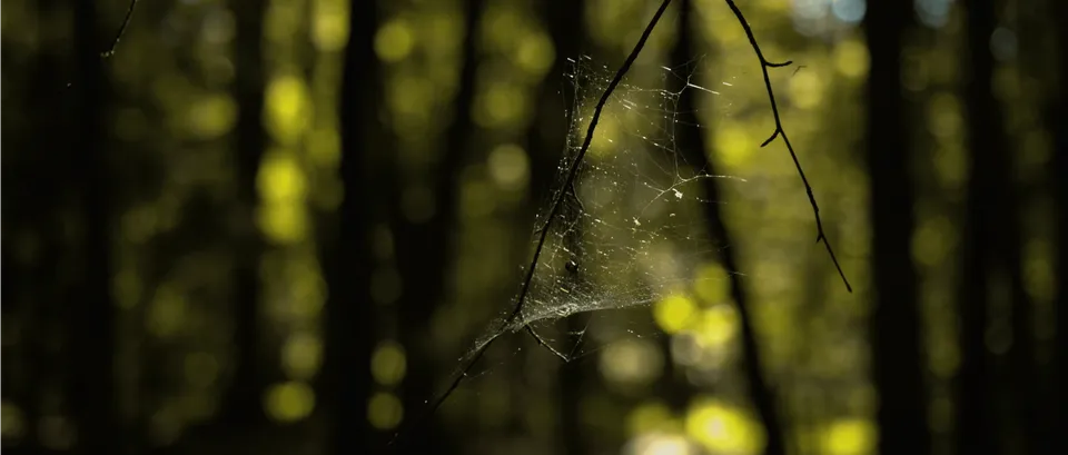 Waldlauf